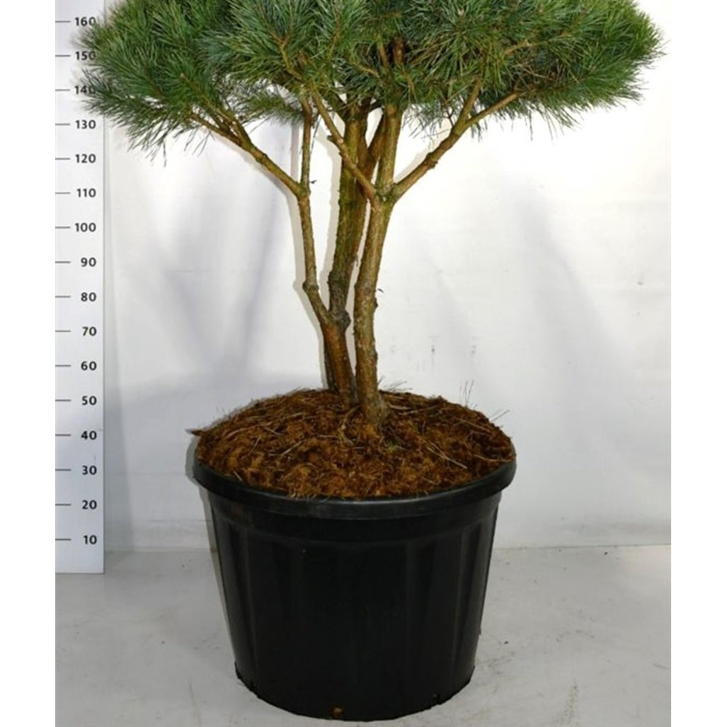 Tall – Pinus sylvestris 'Watereri' - C180 100-125 cm. Parasol
